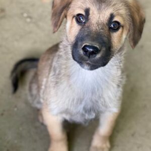 Cordon – geb. ca. 08/2025