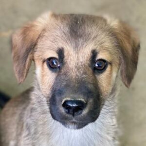 Cordon – geb. ca. 08/2025