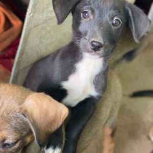 Croissant – geb. ca. 08/2025