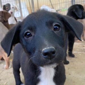 Croissant – geb. ca. 08/2025