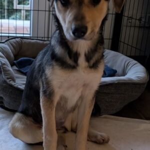 Daphne – geb. ca. 07/2025 – 87763 Lautrach