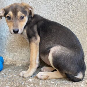 Daphne – geb. ca. 07/2025