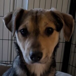 Daphne – geb. ca. 07/2025 – 87763 Lautrach