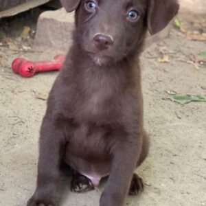 Dijon – geb. ca. 08/2025 – reserviert