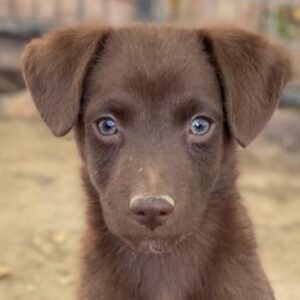 Dijon – geb. ca. 08/2025 – reserviert