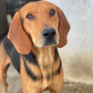 Draven – geb. ca. 11/2024