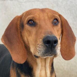 Draven – geb. ca. 11/2024