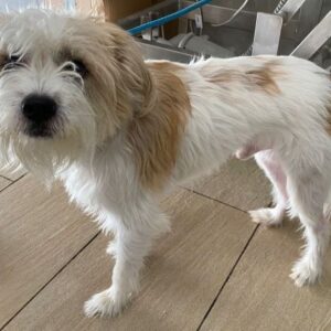 Eko – geb. ca 11/2021 – 53940 Hellenthal