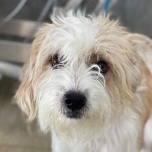 Eko – geb. ca 11/2021 – 53940 Hellenthal