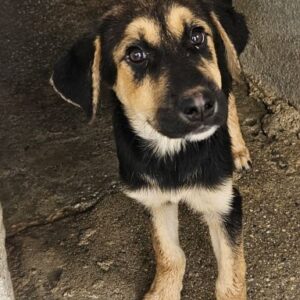 Elphaba – geb. ca. 07/2025