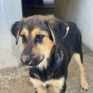 Elphaba – geb. ca. 07/2025