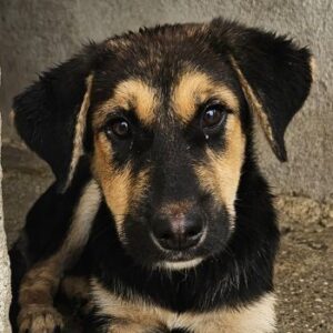 Elphaba – geb. ca. 07/2025