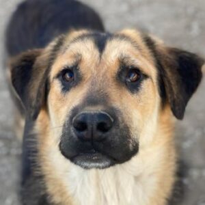 Elphaba – geb. ca. 07/2025