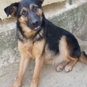 Enid – geb. ca. 06/2025