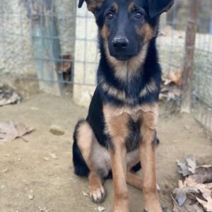 Enid – geb. ca. 06/2025