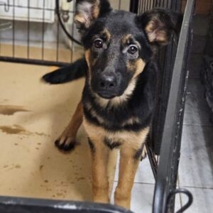 Enid – geb. ca. 06/2025