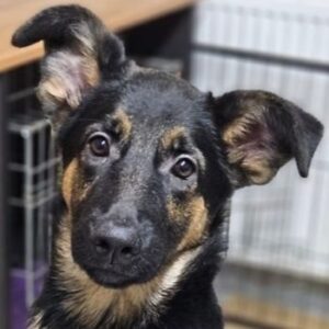 Enid – geb. ca. 06/2025