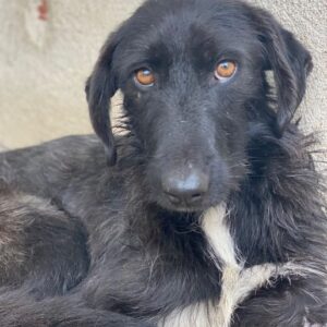 Erebus – geb. ca. 01/2025