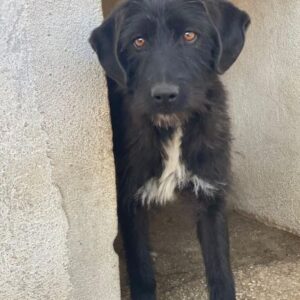 Erebus – geb. ca. 01/2025 – reserviert