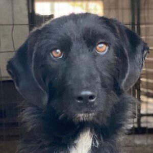 Erebus – geb. ca. 01/2025