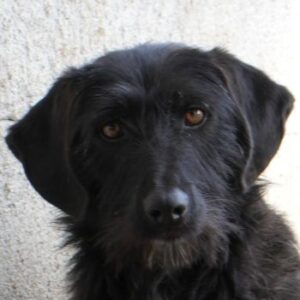 Erebus – geb. ca. 01/2025 – reserviert