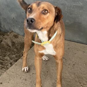 Falk – geb. ca. 02/2024