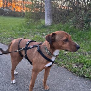 Falk – geb. ca. 02/2024 – 70563 Stuttgart