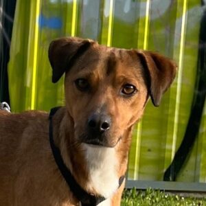 Falk – geb. ca. 02/2024 – 70563 Stuttgart