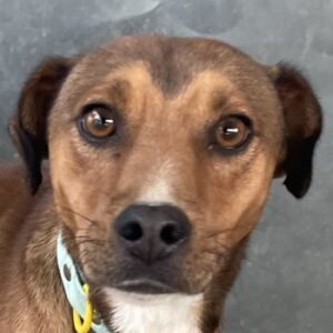 Falk – geb. ca. 02/2024