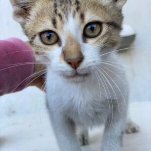 Fenris – geb. ca. 07/2025