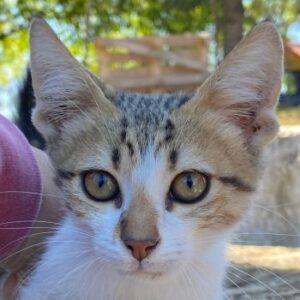 Fenris – geb. ca. 07/2025