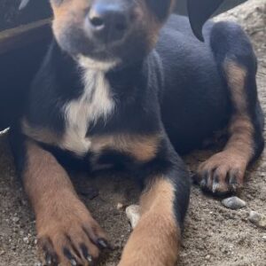 Fiddy – geb. ca. 08/2025 – reserviert