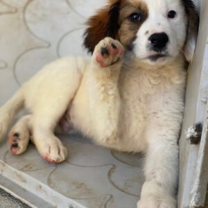 Fidi – geb. ca. 08/2025