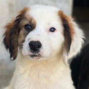 Fidi – geb. ca. 08/2025