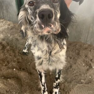 Finlo – geb. ca. 02/2024 – reserviert