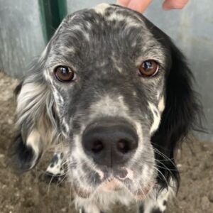 Finlo – geb. ca. 02/2024 – reserviert