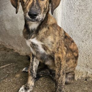 Fiyero – geb. ca. 07/2025