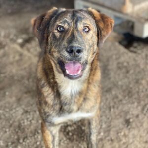 Fiyero – geb. ca. 07/2025