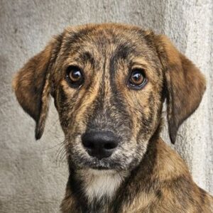 Fiyero – geb. ca. 07/2025