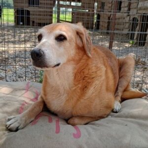 Flower – geb. ca. 06/2015