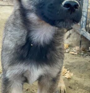 Fondue – geb. ca. 08/2025