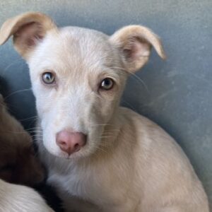 Francky Stanley – geb. ca. 08/2025 – 81929 München