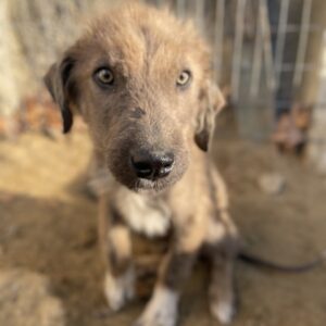 Franklyn – geb. ca. 06/2025