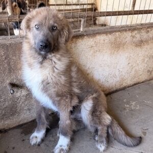 Franklyn – geb. ca. 06/2025