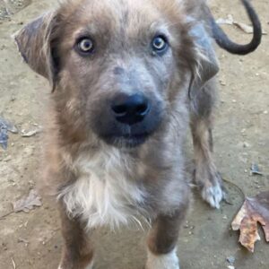 Franklyn – geb. ca. 06/2025