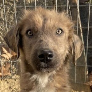 Franklyn – geb. ca. 06/2025