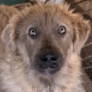 Franklyn – geb. ca. 06/2025