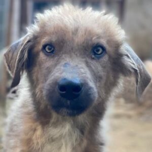 Franklyn – geb. ca. 06/2025