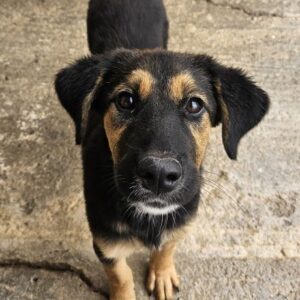 Glinda – geb. ca. 07/2025