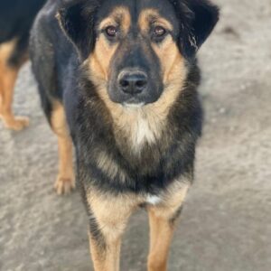 Glinda – geb. ca. 07/2025